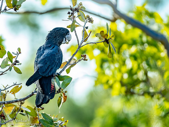 Roodstaartraafkaketoe / Red-tailed Black-Cockatoo - Umbrawarra Gorge Nature Park