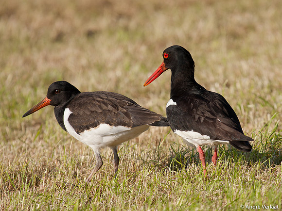 Scholekster / Oystercatcher - Zeevang