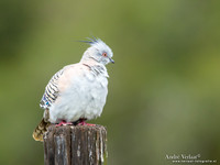 Spitskuifduif / Crested Pigeon - Highfields