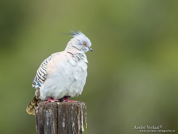 Spitskuifduif / Crested Pigeon - Highfields