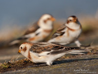 Sneeuwgors / Snow Bunting - Oesterdam