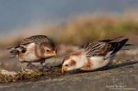 Sneeuwgors / Snow Bunting - Oesterdam
