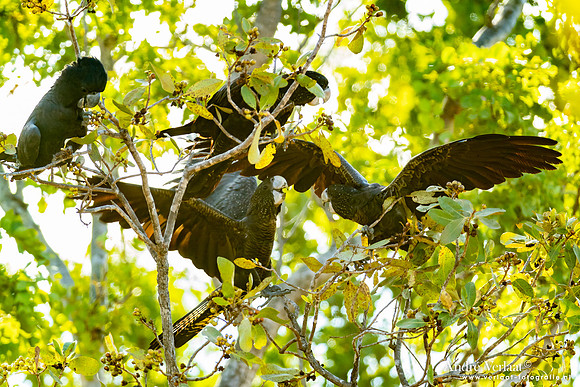 Roodstaartraafkaketoe / Red-tailed Black-Cockatoo - Umbrawarra Gorge Nature Park