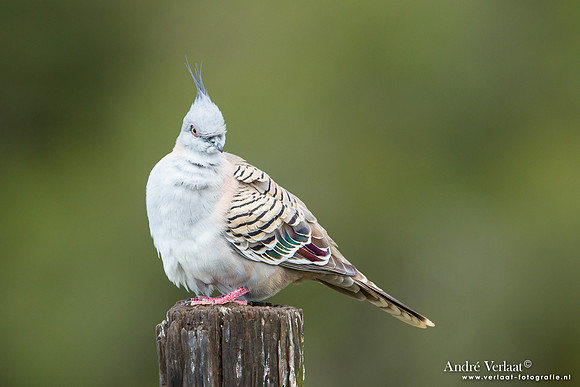 Spitskuifduif / Crested Pigeon - Highfields