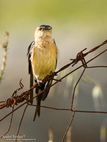 Roodstuitzwaluw / Lesser Striated Swallow - Lesvos