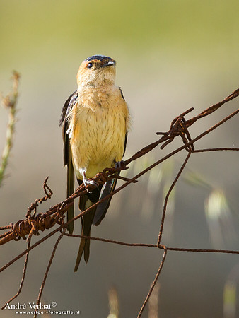 Roodstuitzwaluw / Lesser Striated Swallow - Lesvos