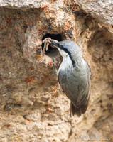 Rotsklever / Western Rock-Nuthatch - Lesvos