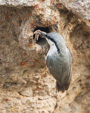 Rotsklever / Western Rock-Nuthatch - Lesvos