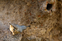 Rotsklever / Western Rock-Nuthatch - Lesvos