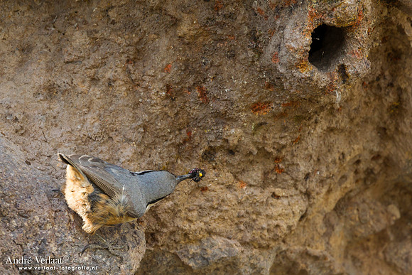 Rotsklever / Western Rock-Nuthatch - Lesvos
