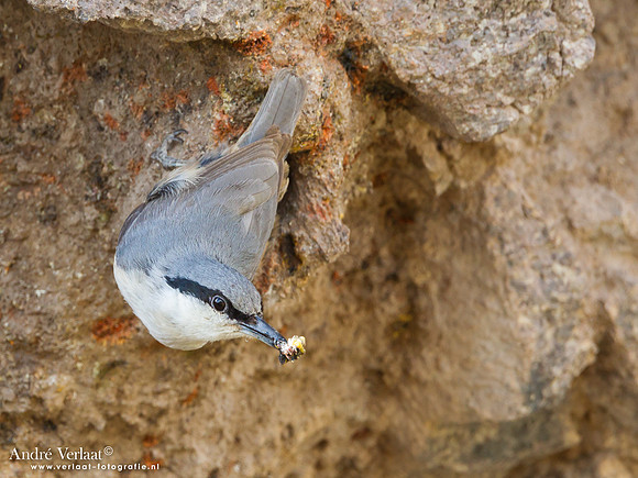 Rotsklever / Western Rock-Nuthatch - Lesvos