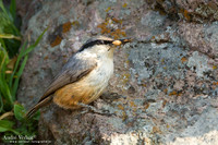 Rotsklever / Western Rock-Nuthatch - Lesvos
