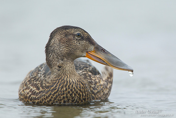 Slobeend / Northern Shoveler - Den Helder