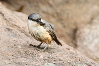 Rotsklever / Western Rock-Nuthatch - Lesvos