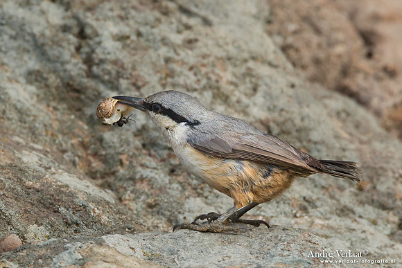 Rotsklever / Western Rock-Nuthatch - Lesvos