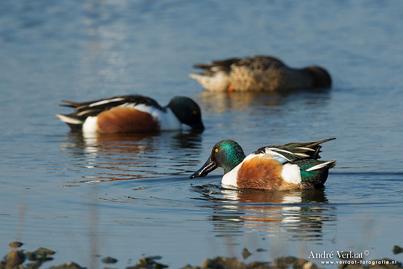 Slobeend / Northern Shoveler - Callantsoog
