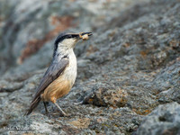 Rotsklever / Western Rock-Nuthatch - Lesvos