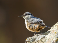 Rotsklever / Western Rock-Nuthatch - Lesvos