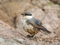 Rotsklever / Western Rock-Nuthatch - Lesvos