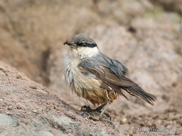 Rotsklever / Western Rock-Nuthatch - Lesvos