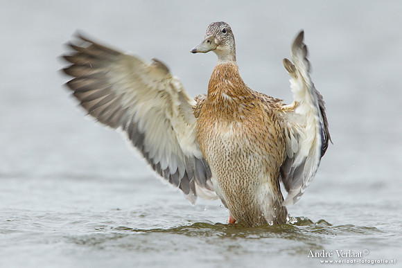 Slobeend / Northern Shoveler - Den Helder