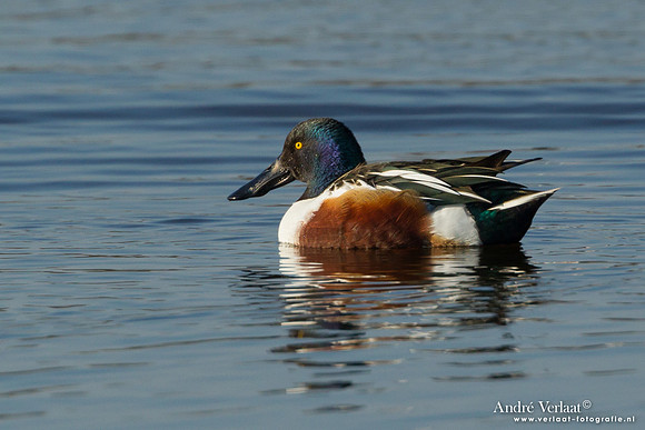 Slobeend / Northern Shoveler - Callantsoog