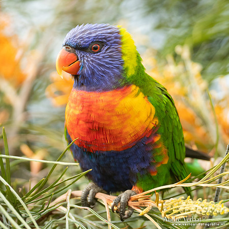 Regenbooglori / Rainbow Lorikeet - Highfields Qld