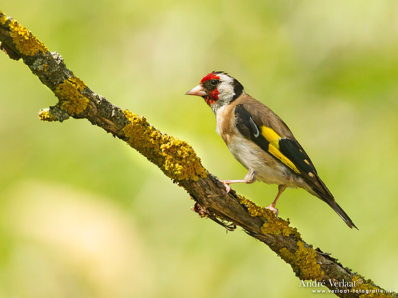 Putter / Goldfinch - Tiszagyenda