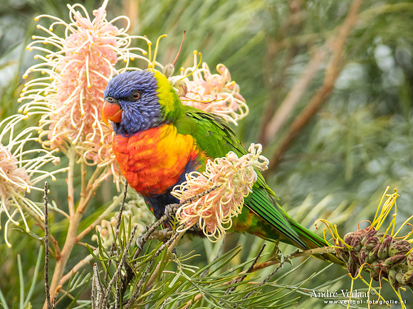 Regenbooglori / Rainbow Lorikeet - Highfields Qld