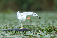 Pontische Meeuw / Caspian Gull