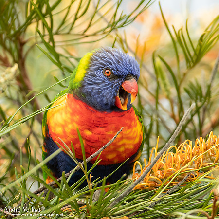 Regenbooglori / Rainbow Lorikeet - Highfields Qld