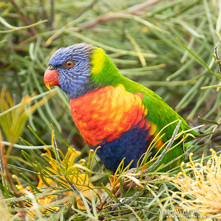 Regenbooglori / Rainbow Lorikeet - Highfields Qld