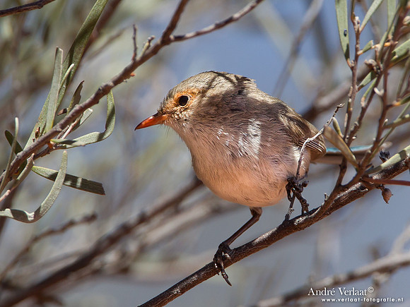 Prachtelfje / Splendid Fairy-wren - Bowra Sanctuary
