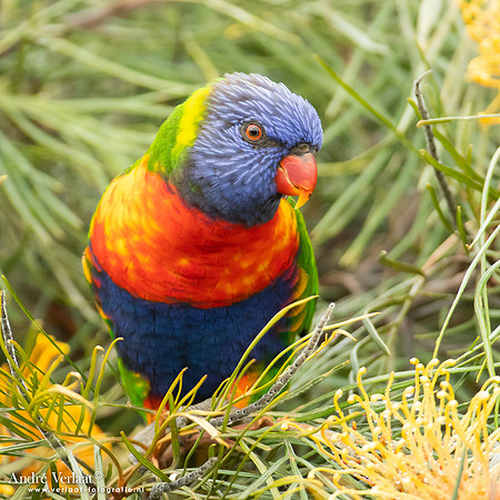 Regenbooglori / Rainbow Lorikeet - Highfields Qld