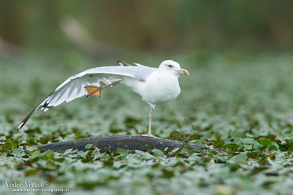 Pontische Meeuw / Caspian Gull - Hortobagyi Nemzeti Park