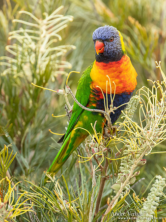 Regenbooglori / Rainbow Lorikeet - Highfields Qld