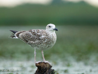 Pontische Meeuw / Caspian Gull - Hortobagyi Nemzeti Park