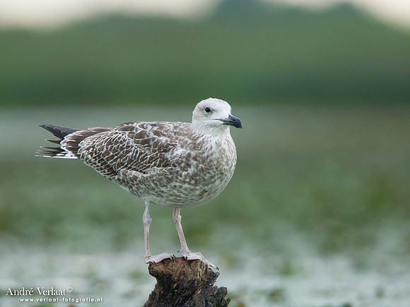 Pontische Meeuw / Caspian Gull - Hortobagyi Nemzeti Park