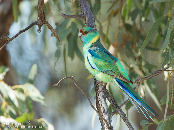 Port-Lincolnparkiet / Australian Ringneck - Bowra Sanctuary