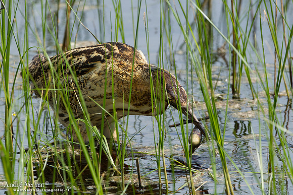 Roerdomp / Great Bittern - Lesvos