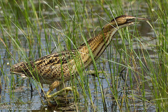 Roerdomp / Great Bittern - Lesvos