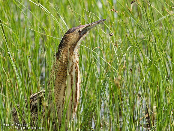 Roerdomp / Great Bittern - Lesvos