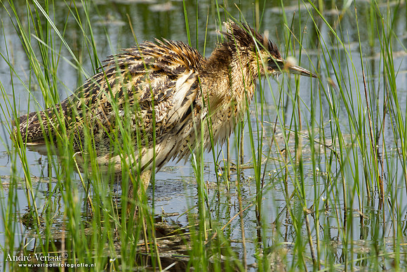 Roerdomp / Great Bittern - Lesvos