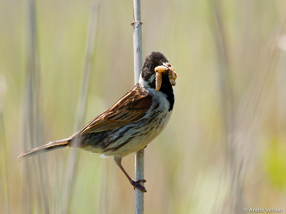Rietgors / Reed Bunting - Egboetswater