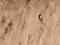 Rietgors / Reed Bunting - Oostvaardersplassen