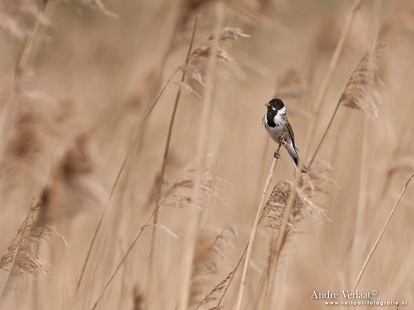 Rietgors / Reed Bunting - Oostvaardersplassen