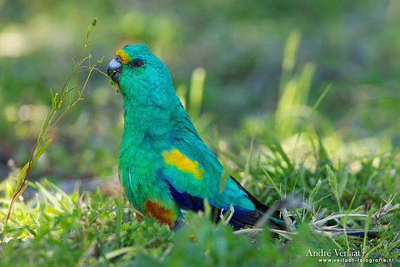 Regenboogparkiet / Mulga Parrot - Bowra Sanctuary