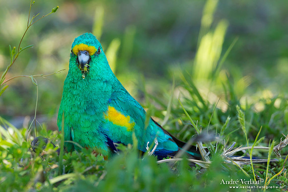 Regenboogparkiet / Mulga Parrot - Bowra Sanctuary