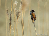Rietgors / Reed Bunting - Hoogwoud