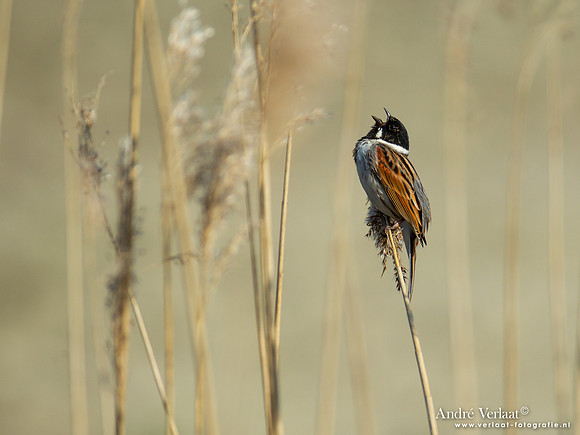 Rietgors / Reed Bunting - Hoogwoud